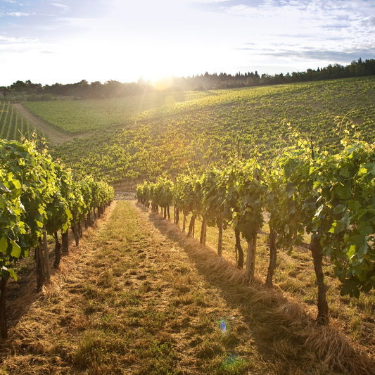 TUSCANY: WINE ROAD WITH LUNCH AT ONE OF THE WORLD'S MOST FAMOUS WINE FARMS